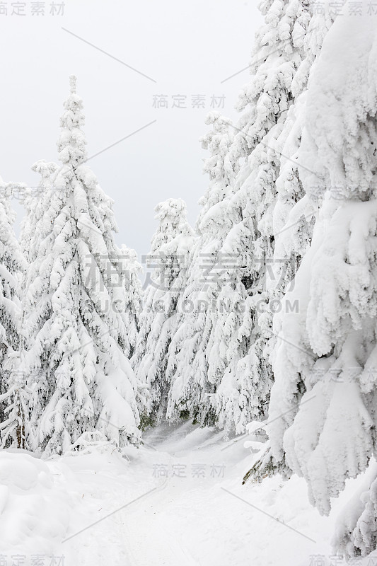 冬季景观冷杉树覆盖着雪