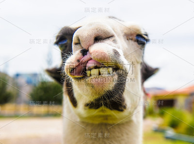 秘鲁的喇嘛吃草