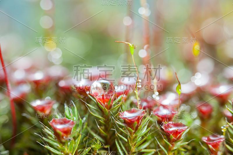 雨后开花苔