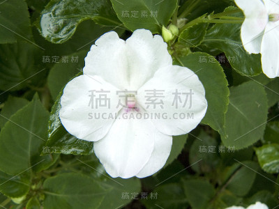 flower获胜