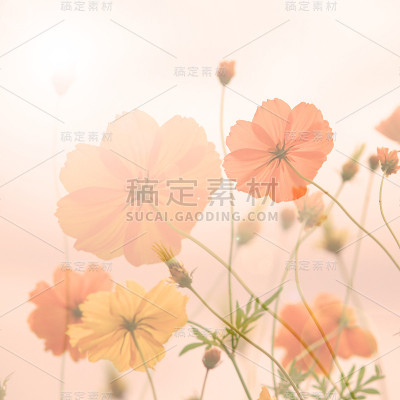 黄色的宇宙花