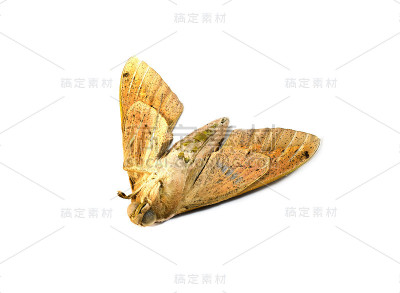 蛾的残骸翻倒而死
