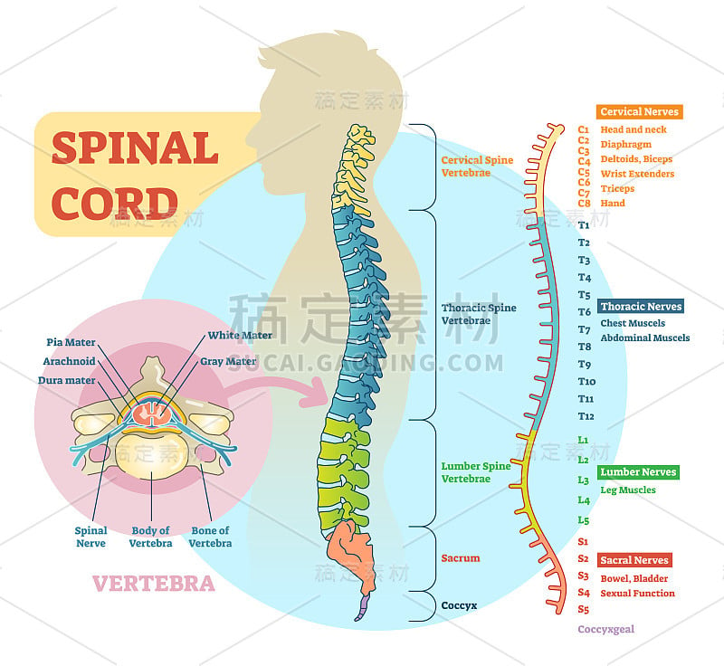 脊髓示意图