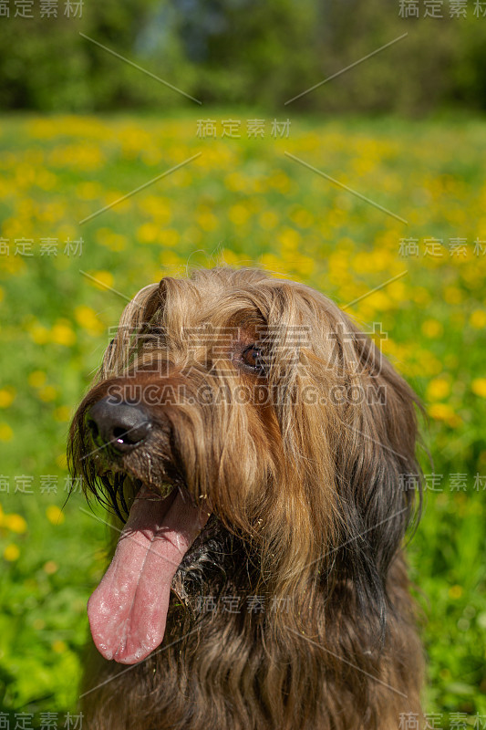 一只红色的牧羊犬，荆棘正在春天的草地上玩耍。