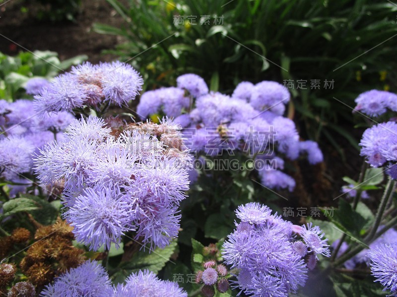 夏季琼脂蓝花近2019