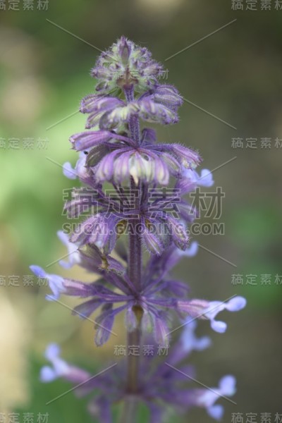 蓝花狼疮。狼bean