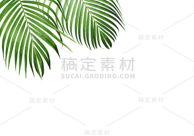 黄色棕榈的绿色热带叶子，孤立在白色背景上，有拷贝空间