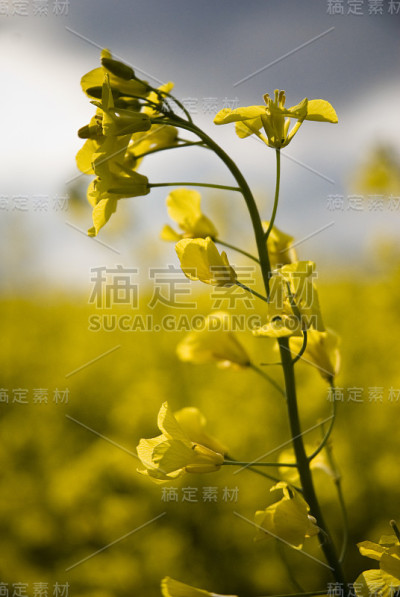 油菜