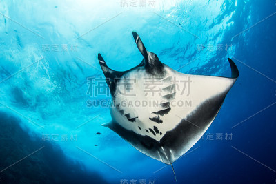 蝠鲼