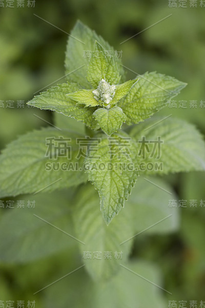 薄荷