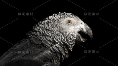 特写非洲灰鹦鹉