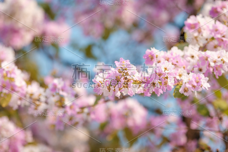 紫薇或琅花