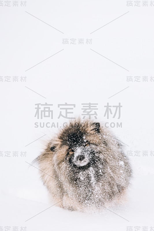 小Keeshond, Keeshonden狗在冬天玩雪