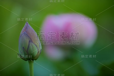 莲花