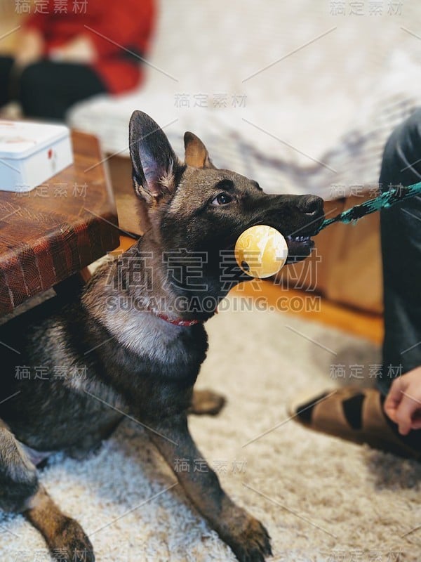 德国牧羊犬幼小的小狗与人的手玩耍。