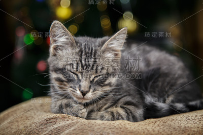 可爱的条纹小猫躺在节日的背景上