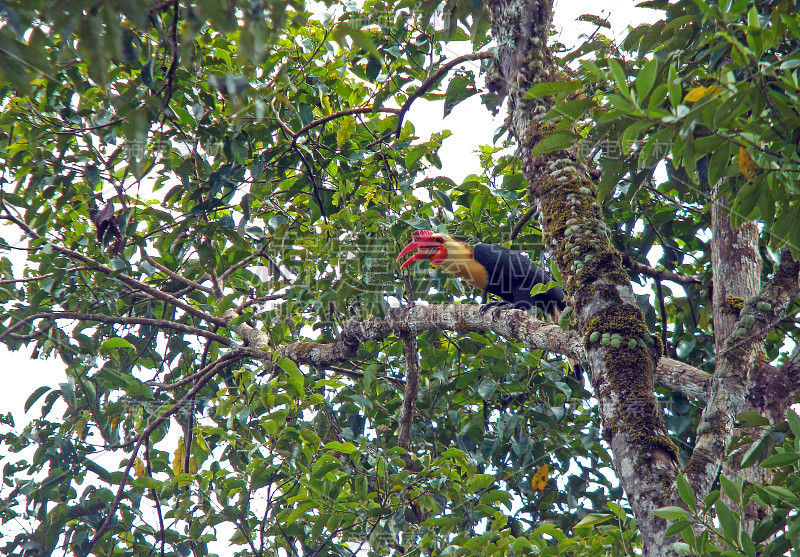 雄性扭动犀鸟(leucocephalus)