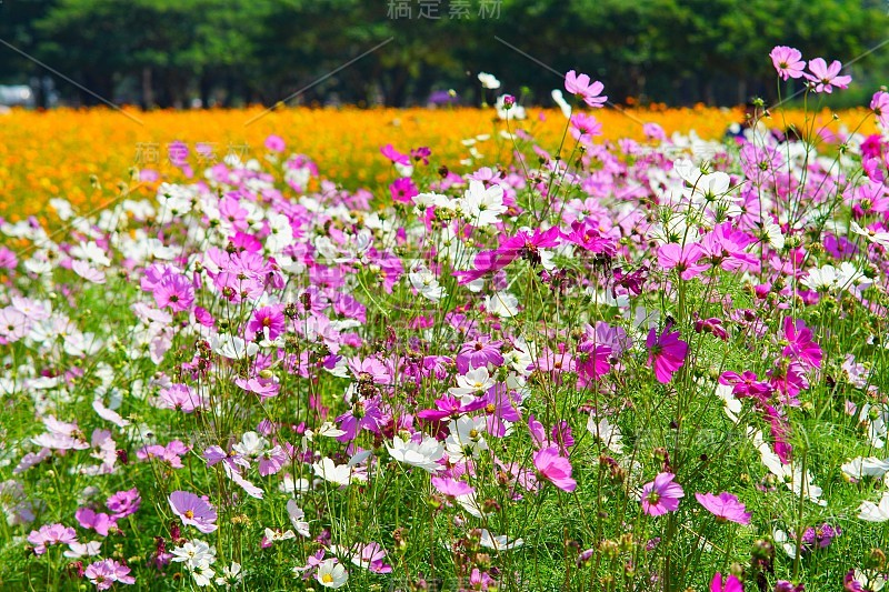 色彩斑斓的宇宙花