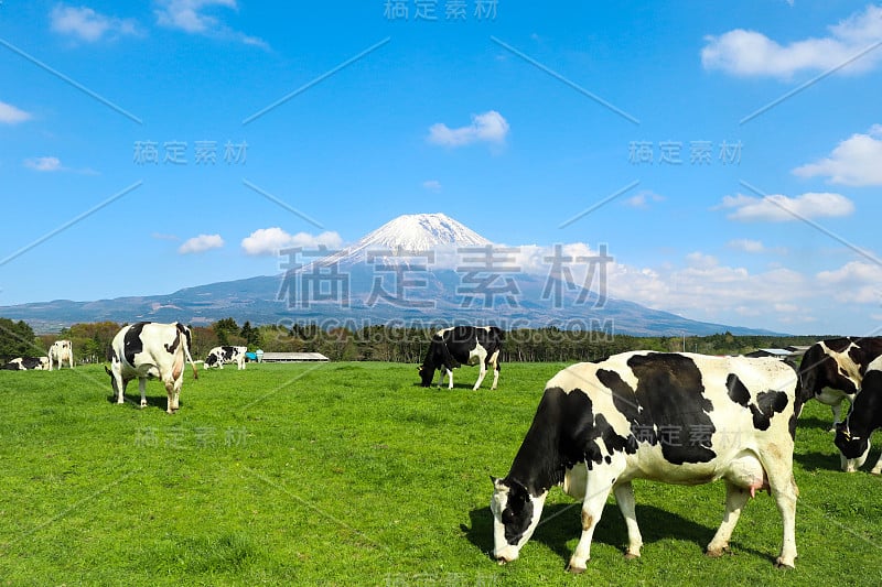 日本富士山，奶牛在前景