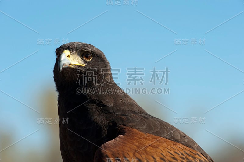 哈里斯·霍克(parabuteo unicinctus)