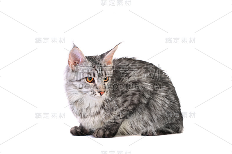 银斑缅因猫，5个月大