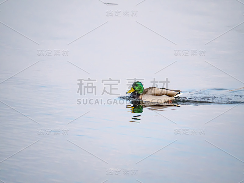 鸟鸭德雷克浮在水面上。