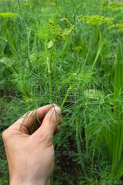 人的手摘了一小枝小茴香