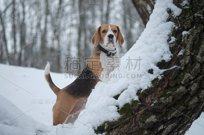 比格犬在冬天的雪地里散步