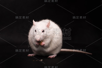 在黑暗背景下隔离的小白鼠