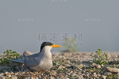 河燕鸥