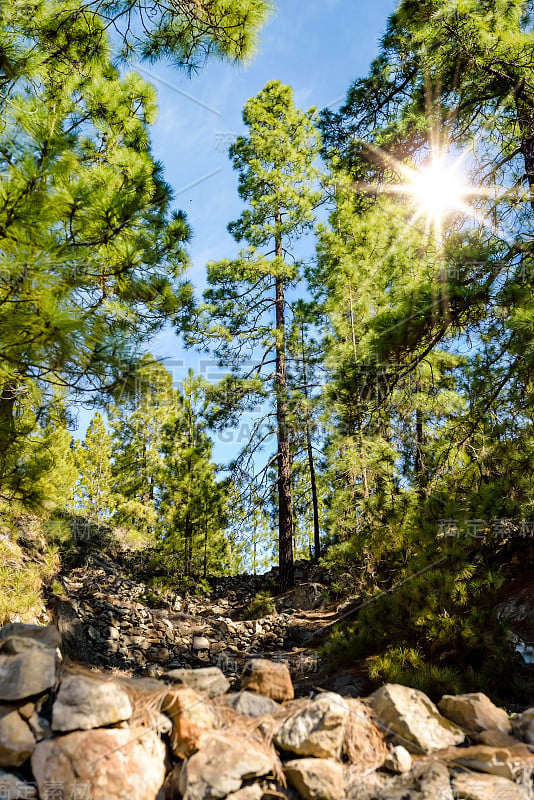 特内里费山脉和松树的美丽风景