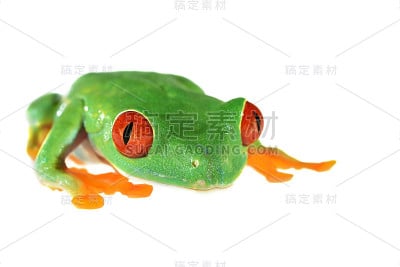 孤立于白色上的红眼树蛙