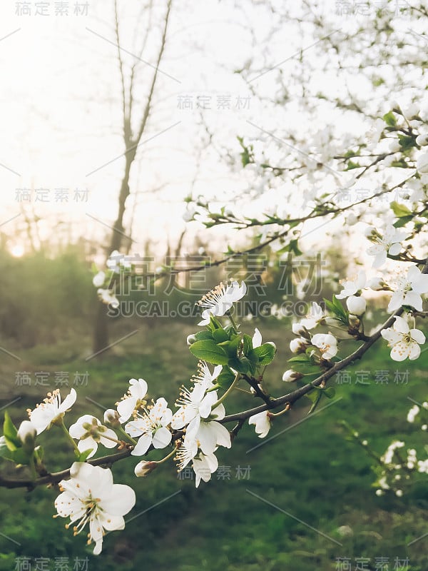 美丽盛开的花在夕阳下在傍晚公园。春天嫩枝上的樱花。你好春天的花画