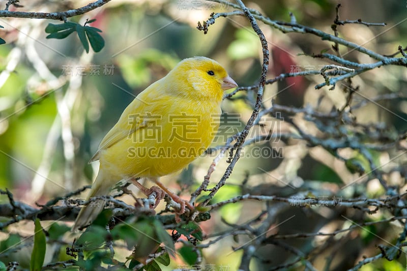 黄金丝雀，克里拉·弗拉维文斯