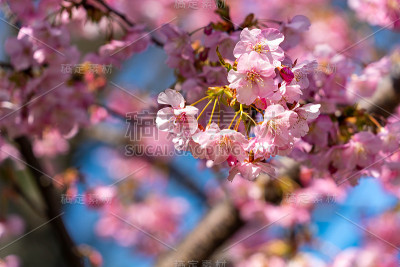 樱花的花