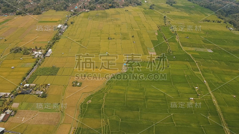 印度尼西亚巴厘岛的梯田稻田