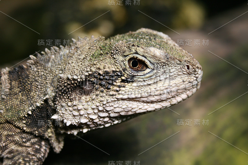澳大利亚waterdragon