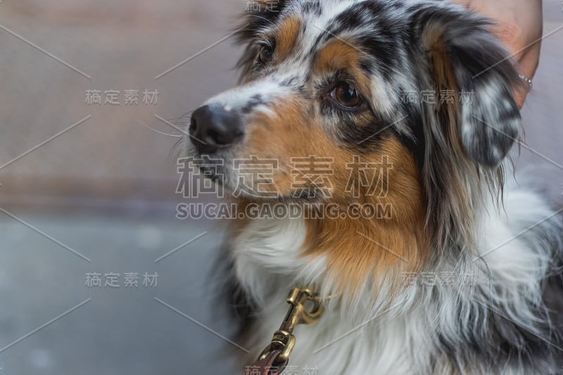 澳大利亚牧羊犬