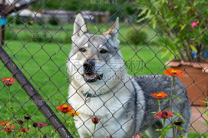 捷克斯洛伐克的狼犬。