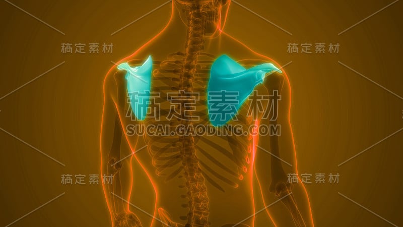 人体骨骼系统肩胛骨关节解剖学