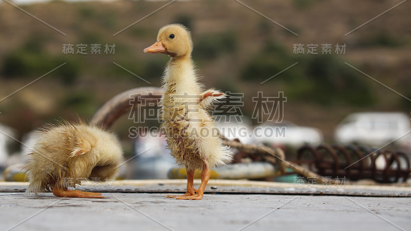 小鸭子变干了