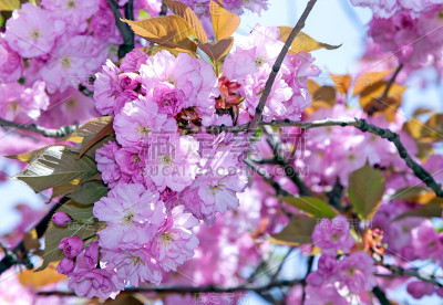 樱花