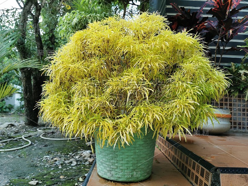 门廊上的一种美丽的黄色观赏性植物。漂亮的鲜花