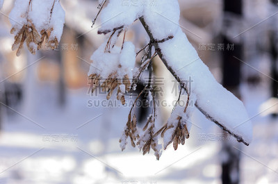 枫树的种子覆盖着一层厚厚的雪。