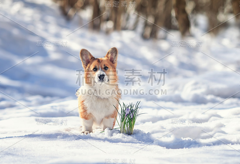 可爱的小狗红色柯基坐在春天的花园旁边的花雪花莲