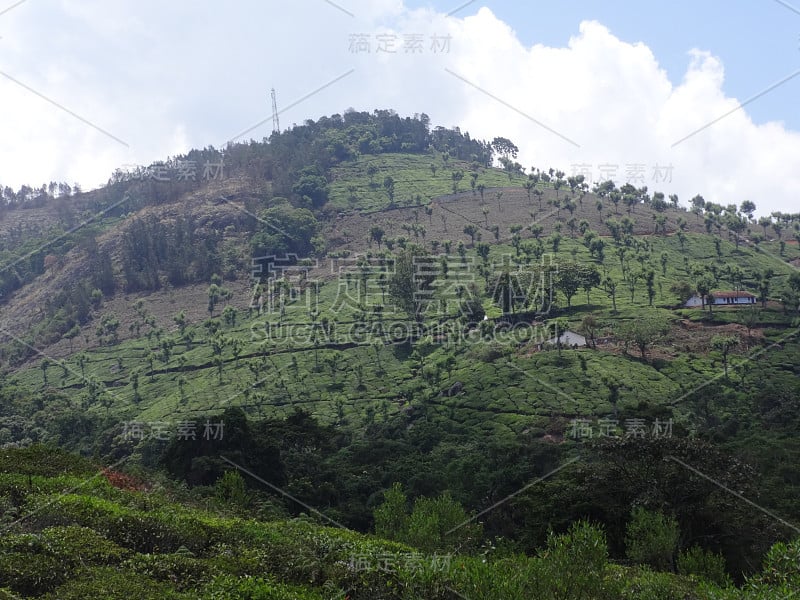 山上的茶园，有令人敬畏的云景。