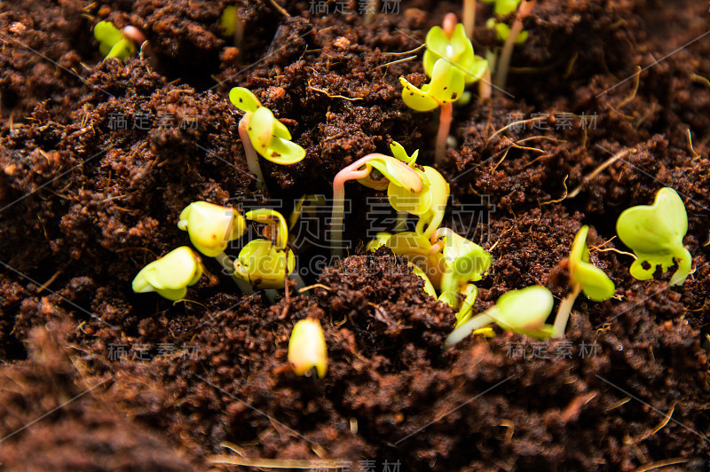 关闭了。春天,花园床。Microgreen,萝卜苗。植物性食物。