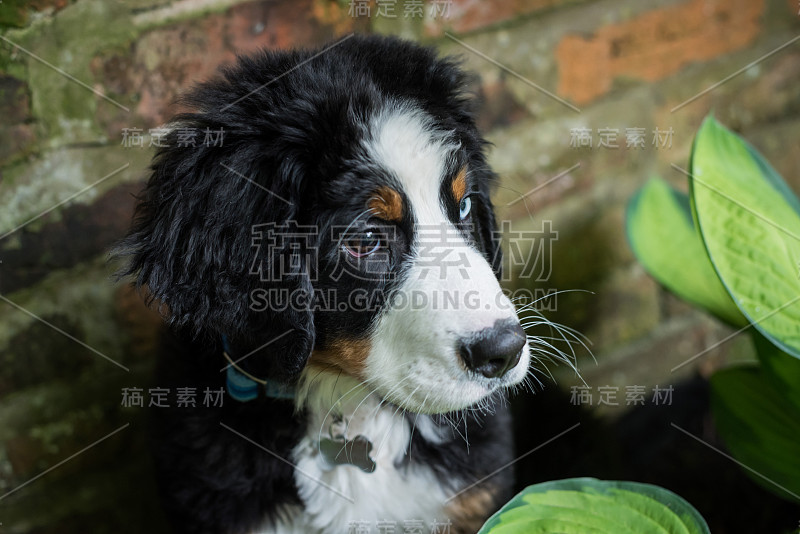 berese Mountain Dog小狗坐在花园里的特写