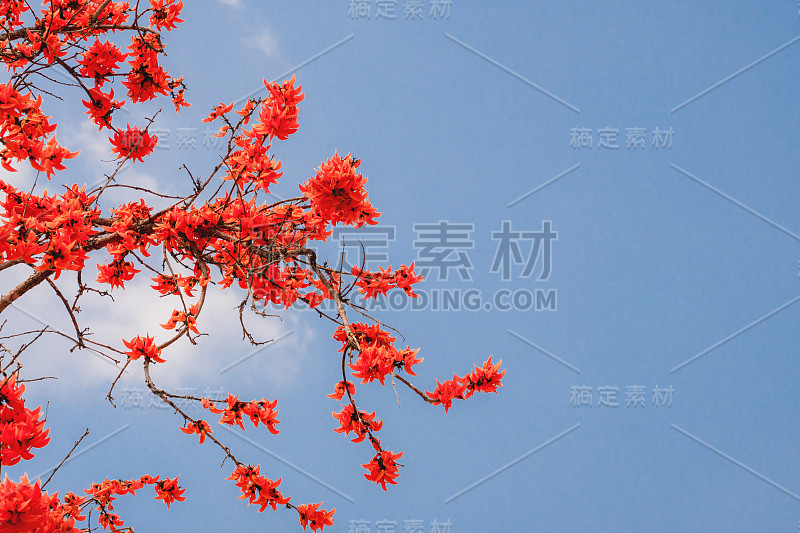 天然花背景的杂种柚木花