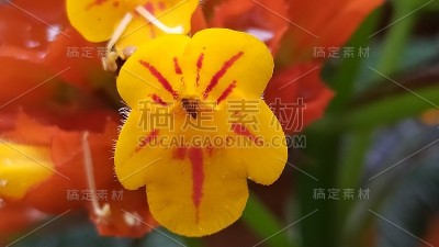 花和蚂蚁